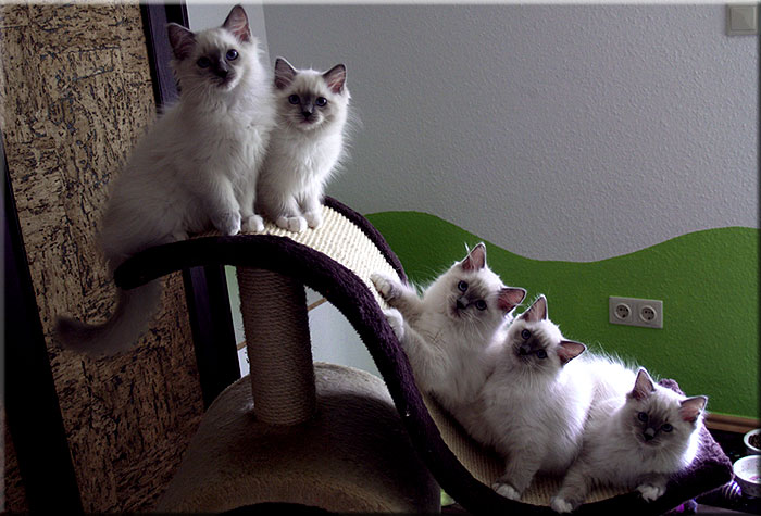 unsere 5 Racker mal auf einem Blick