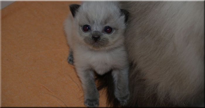 Filou