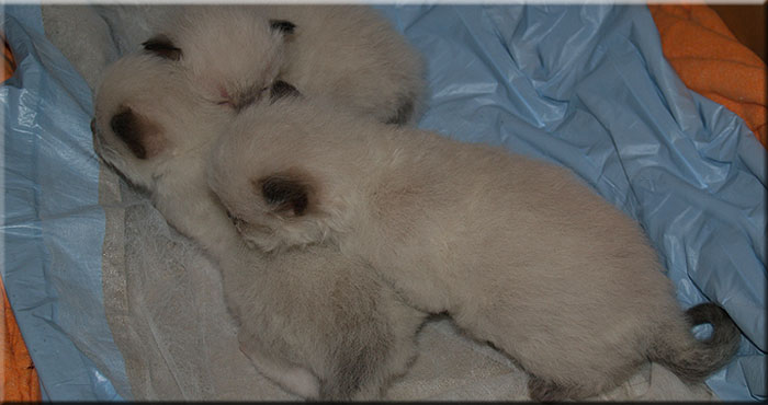 unsere 3 Musketiere beim kuscheln