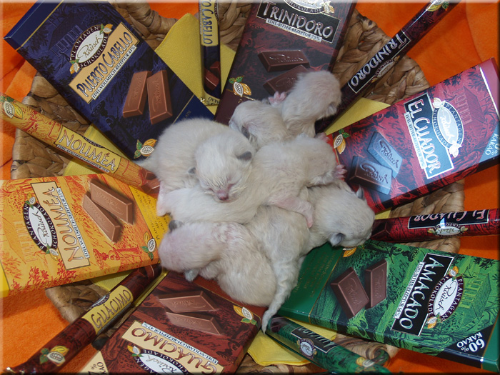 unsere 6 Sweeties