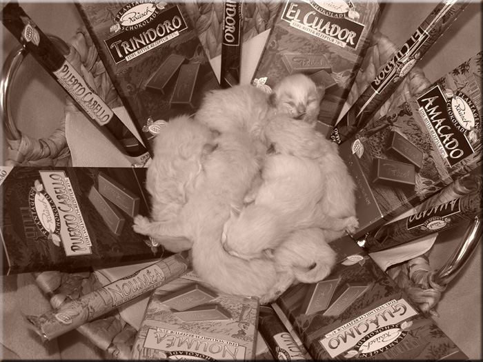 unsere 6 Sweeties