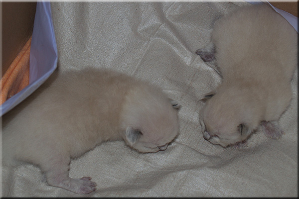 unsere 2 Sternchen 8 Tage alt