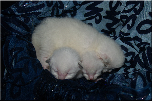 unsere 3 Schweizer