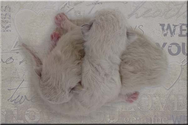 V-Wurf Wunderkitten 5 Tage alt