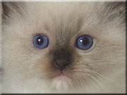  Aramis 