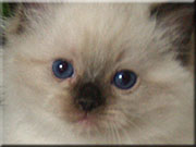  Athos 