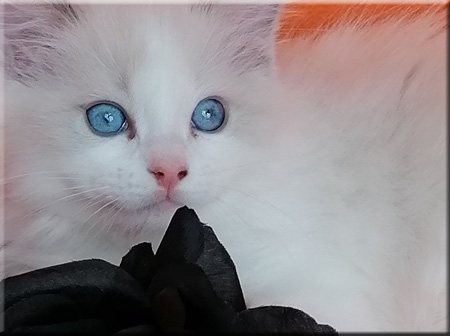  Eye of the Tiger 