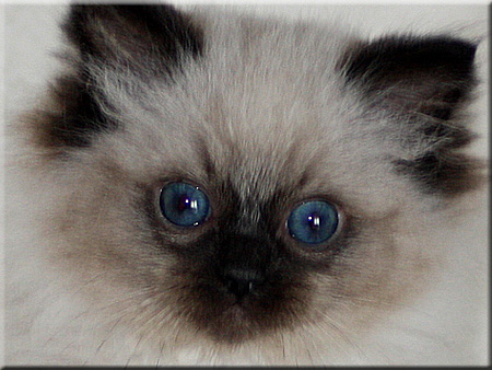  Filou 
