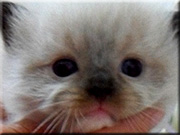  Gizmo 