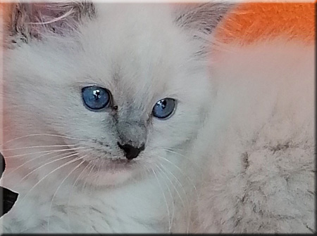  Eyes for you 