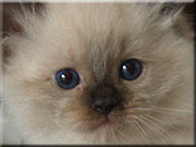  Porthos 